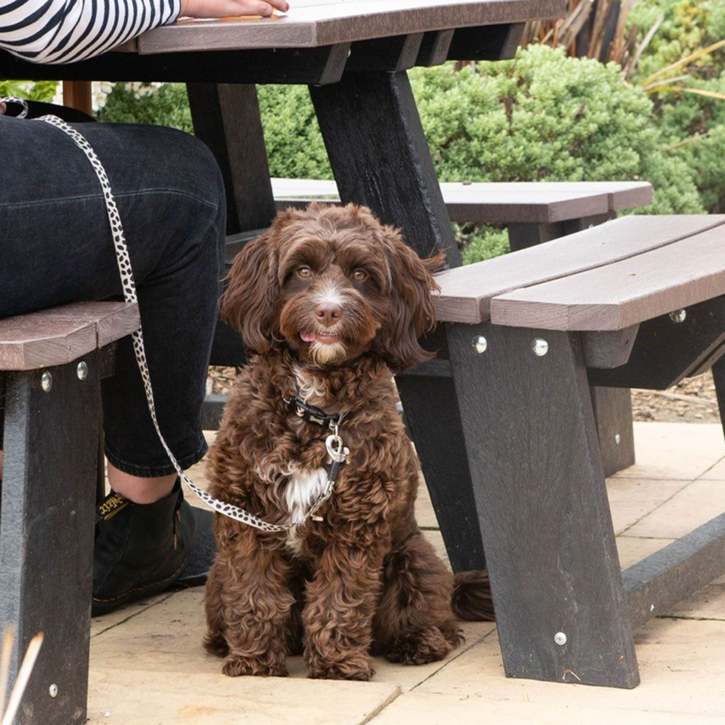 Your local dog friendly pub in Felinfoel